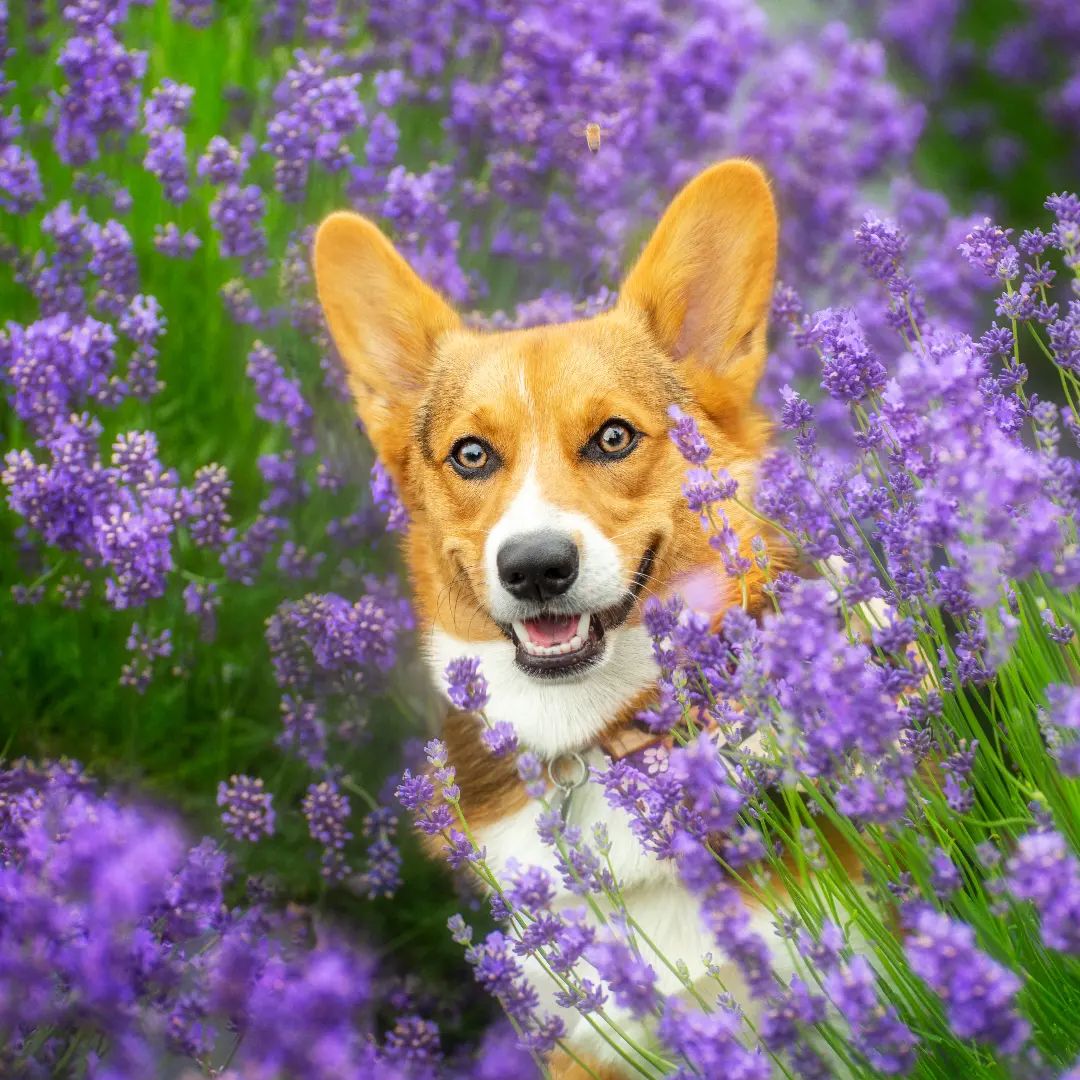shout-kim-dog-photography shout-kim-dog-photography