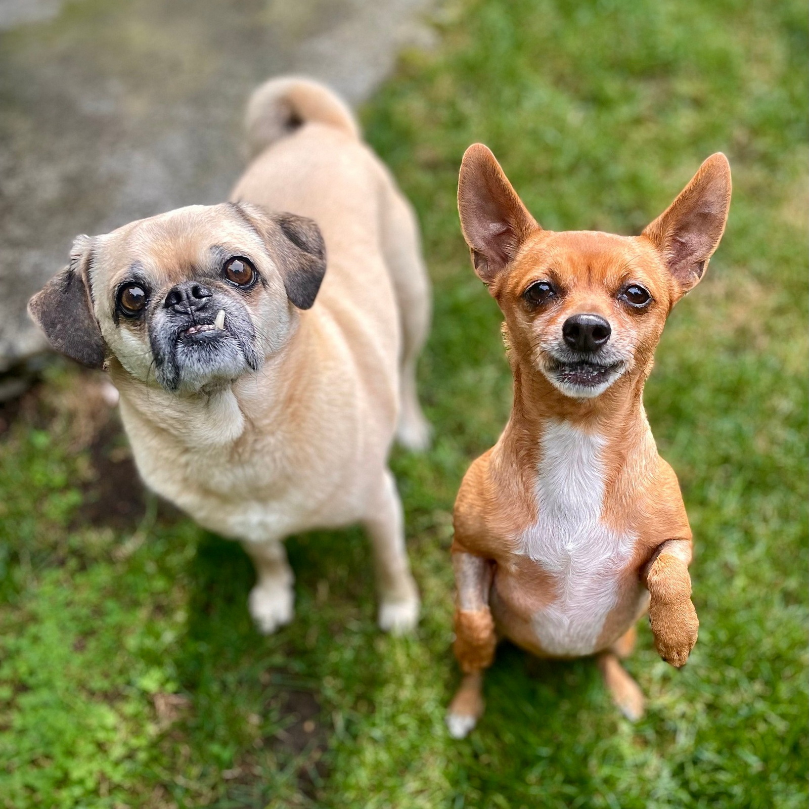 shout-rescue-pugs_2 shout-rescue-pugs_2