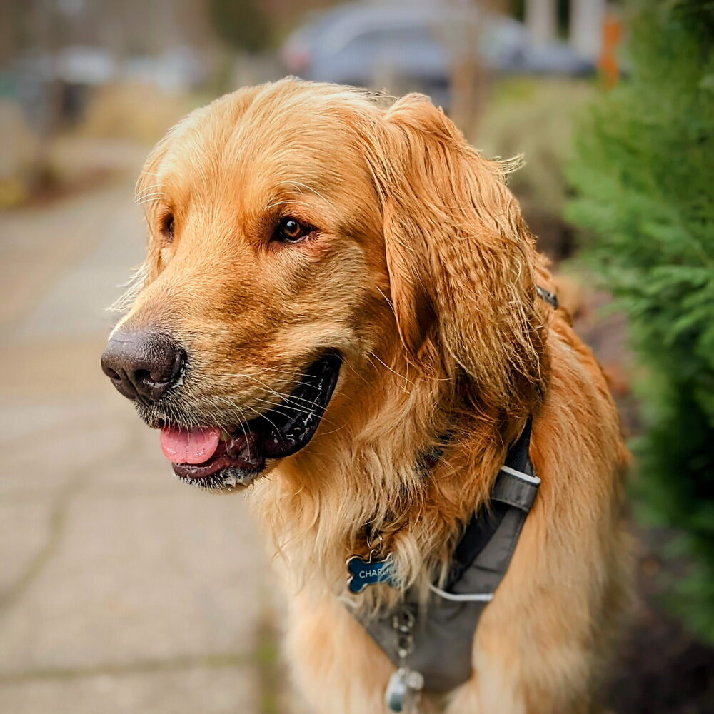 charlie13-sq_2